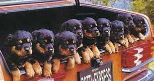 Image From Http Www Lifeisajoke Com Pictures Rotti Express Jpg Rottweiler Dog Rottweiler Puppies Rottweiler Lovers