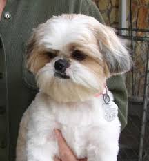 Omgpuppiespuppiespuppiespuppiespuppies In 2020 Shih Tzu Grooming Dogs Dog Hair
