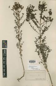 Image result for Hypericum peplidifolium