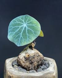 Image result for Cyphostemma obovato-oblongum