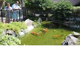 The aquaponics garden is growing really well and survived the arizona winter cold. The Montera Residents Find Therapeutic Value Of Koi Pond The East County Californian