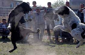 They don't have the size advantage over the wolf that the alabai has, and i think we can all agree that at weight parity, a dog is outgunned against a wolf. Dogs Rip Chunks From Each In Vicious Arena Fighting While Young Children Watch In Kyrgyzstan Daily Mail Online