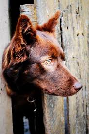 Sandy Beautiful Dogs Australian Kelpie Dog Dogs And Puppies