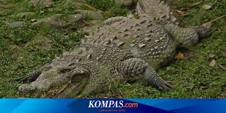 32.mimpi memegang setangkai bunga bakung : 19 Kasus Konflik Buaya Dengan Manusia Di Maluku 4 Tewas 6 Luka Berat