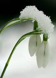 Https Www Pinterest Nz Pin 452330356326132103 Spring Flowers Winter Flowers Beautiful Flowers