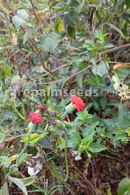 Image result for Kleinia abyssinica