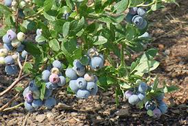 We did not find results for: Gupton Southern Highbush Blueberry In Hortscience Volume 47 Issue 2 2012