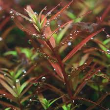 These red aquatic plants are highly sustainable and you can opt for oem creative designs for a customized version. How Will My Aquatic Plants Turn Properly Red Aquascaping Wiki Aquasabi