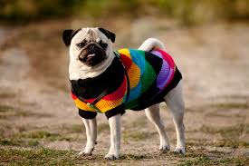 Pet Clothes: A Fashion Statement or a Necessity? | wfmynews2.com