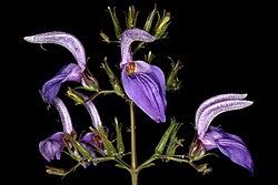 Image result for Brillantaisia cicatricosa