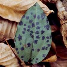 Pin By Tanya Tsikovich On Plants In 2020 Orchids Native Garden Plant Leaves