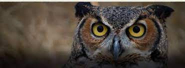 طائر البوم صورة جديدة وعالية الدقة owl bird ما هي أنواع البوم أو أنواع طائر البوم هذه أنواع عديدة تظهر في الصور التالية في أماكن مختل owl owl bird bird