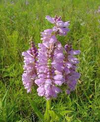 Spring obedient plant ( physostegia intermedia) blooms from april to july, while fall obedient plant (physostegia virginiana ssp. Obedient Plant Or Is It Home And Garden Victoriaadvocate Com