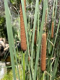 Image result for Typha