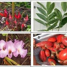 Image result for Aframomum alboviolaceum