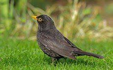 Koltrast Lyssna Till Sang Late Ljud Met Afbeeldingen Vogels