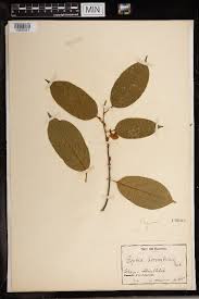 Image result for Baphia speciosa