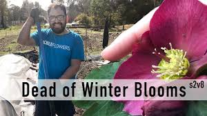 Bird of paradise (strelitzia reginae) is a clumping plant with long, greyish leaves and spectacular orange flowers. The Dead Of Winter On The Flower Farm Australia All The Things We Are Doing And Planning Youtube