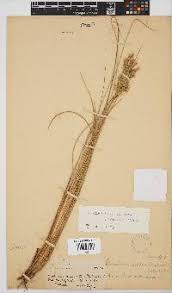 Image result for Microchloa afra