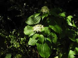 Image result for Cornaceae