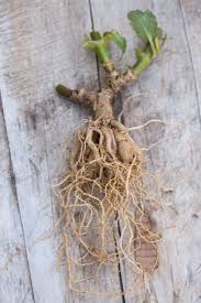 Check spelling or type a new query. Diy How To Store Dahlia Tubers In Winter Gardenista