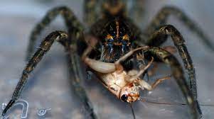 The male adults die before winter, but the females find sheltered areas to over winter. How To Feed The Tarantulas Tarantulas