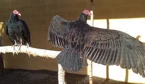 The turkey vulture's superior sense of smell is what is known as a key innovation in the evolution of its species, he adds. Turkey Vulture Lake District Wildlife Park