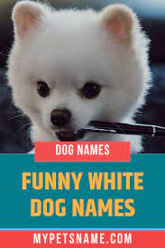Funny White Dog Names Dog Names Cute Puppy Names White Fluffy Dog