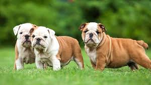 The prices set before a litter is born are estimations based on the colors we can predict the litter will if a deposit is made for a pup, then the price given when the deposit was made will be locked and set.* from sandov's english bulldog we want to. English Bulldog Price Range How Much English Bulldog Puppies Cost