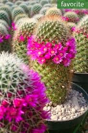 Image result for Polystachya mildbraedii