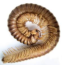 There are 7,000 different species of millipede, 1,400 of those in the u.s. Millipede Facts Lesson For Kids Study Com