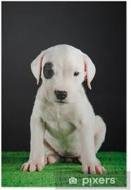 Das dänische hundegesetz listet 13 rassen auf, die nicht einreisen dürfen, weil der besitz und die zucht dieser arten in dänemark verboten sind. Poster Dogo Argentino Welpen Pixers Wir Leben Um Zu Verandern