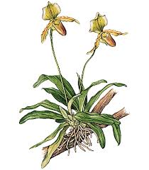 Il ne s'agit pas de parasites car ils ne prélèvent rien au détriment de leur hôte. Epiphyte Larousse