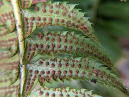 Image result for Lonchitis