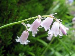 Together with the gymnosperms they make up the seed plants. English Bluebell Hyacinthoides Non Scripta Flower Database