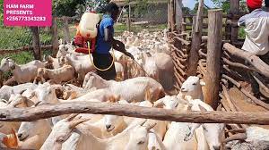 Best dog breeds sweet dogs playing on grass. Ham Animals Breeding Farm Videos Facebook