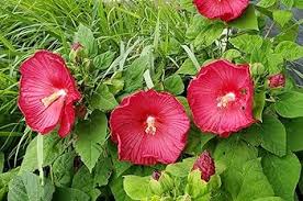 Image result for Hibiscus noldeae