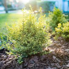 Image result for Ligustrum