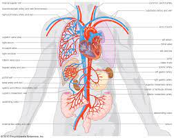 Jan 10, 2018 · surgery for liver shunts centers on blocking the flow of blood through the abnormal vessels so that more of it travels through the liver. Gastric Artery Anatomy Britannica