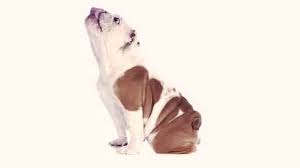Products with the right calcium and phosphorus ratio are good for skeletal development. English Bulldog Care And Training Facts Petcarerx