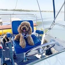 Coffee machine brands australian labradoodle pictures puppy. The Ultimate Dog Friendly Guide To Perth Pooky Boo