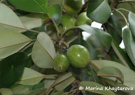 Image result for Manilkara kauki