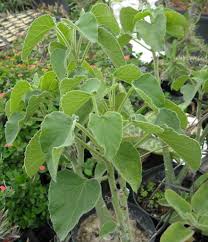 Image result for Adenia