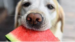 First, seeds could cause an intestinal blockage, so make sure you remove them. Can Dogs Eat Watermelon Yes Emmy S Hope Rescue Facebook