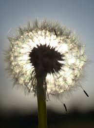 Dandelion Wish 1080p 2k 4k 5k Hd Wallpapers Free Download Wallpaper Flare Every dream begins with a wish beautiful dandelion, with quote to bring inspiration to you and your home.