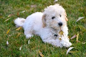 Ready for their new homes on monday 11th january 2021 boys and girls available mum is our loving family pet. Best 40 Labradoodle Wallpaper On Hipwallpaper Labradoodle Wallpaper Labradoodle Background And Chocolate Labradoodle Desktop Backgrounds