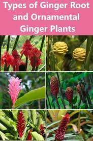 Before looking at the many types of ginger plants that flower, let's look at how to grow flowering. Types Of Ginger Root And Ornamental Ginger Plants In 2021 Ginger Plant Flower Ginger Plant Ginger Flower