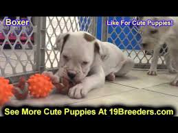 Advice from breed experts to make a safe choice. Boxer Puppies For Sale In Detroit Michigan 06 2021
