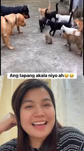 Akala nila mag isa si mingming ang tapang pa nila ngayon bahag na buntot  nila marami pala back up si mingming😂 , #funny #funnycatsanddogs #funnycat  #funnydogs