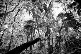 Department of agriculture and sarasota county.for regular updates on the latest news and. Purchase Fine Art Prints Fading Florida Photography